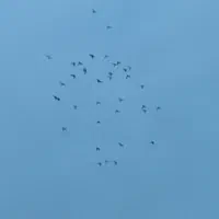 ۳۵ تا کبوتر