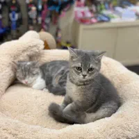بچه بریتیش‌ماده