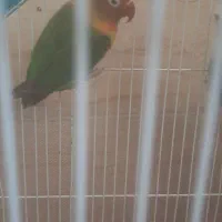 جوجه کتوله رنگ خاص