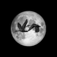 دنبال اجاره خانه برای یک نفر هستم