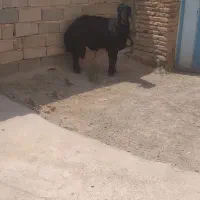 فروش قوچ قره قزل