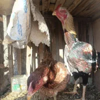 خروس و مرغ لاری و مرغ و خروس آمروک|حیوانات مزرعه|الوند, |دیوار