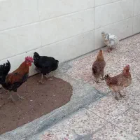 چند عدد مرغ و خروش