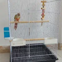 طوطی گرینچیک با قفس|پرنده|تهران, ستارخان|دیوار