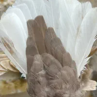 قهوه ای دمسفید ماده بشرط تخم‌و‌جوجه