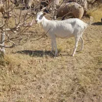 بز سانان اصل