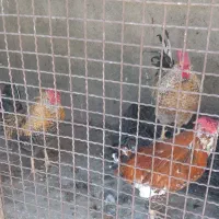 بوقلمون نر وخروس کاکلی لهستانی|حیوانات مزرعه|مشهد, شهرک رازی (شهرک غرب)|دیوار