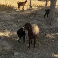 سه میش و سه بره|حیوانات مزرعه|دورود, |دیوار