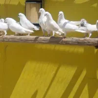کبوتر پرشی انگلیسی، وتهرانی،۶۰تا یجایی دونه ۶۰۰