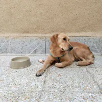 واگذاری سگ گلدن فقط شاهین شهر