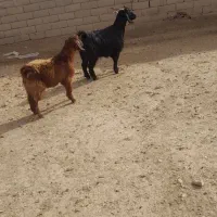 بز‌‌و‌بزغاله|حیوانات مزرعه|همدان, |دیوار