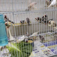 گلدین.قناری.فنچ.طوطی.شاه طوطی و آوازه خوان|پرنده|بندرعباس, |دیوار