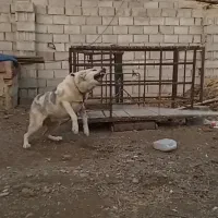 واگذاری سگ نگهبان