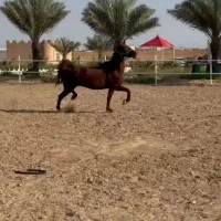 مادیون نژاد عرب ترکیه اصل آبستن