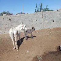 دوشیدن‌شیرالاغ‌درحضور‌مشتری|خوردنی و آشامیدنی|تهران, آبشار|دیوار