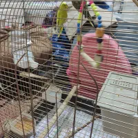 مرغ عشق جفت با قفس|پرنده|ری, دولتآباد|دیوار