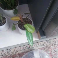 گل اپارتمانی|گل و گیاه طبیعی|پاکدشت, پاکدشت (مامازند)|دیوار