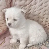 توله سگ‌ اشپیتز