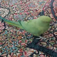 ملنگو طوطی آوازه خوان