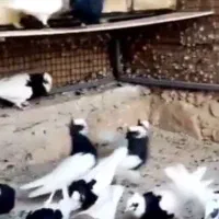 طوقی|پرنده|اسفرورین, |دیوار