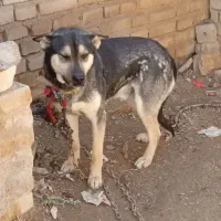 سگ گرگی|سگ|زنجان, |دیوار