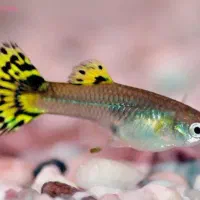 ماهی گوپی مولد تزئینی|ماهی|یزد, |دیوار