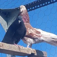 ۴۰ طوق کبوتر نروماده دهنجور عطیقه کاکلی