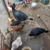 مرغ خروس بوقلمون|حیوانات مزرعه|کبودرآهنگ, |دیوار