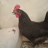 مرغ فروشی