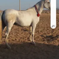 مادیون فروشی