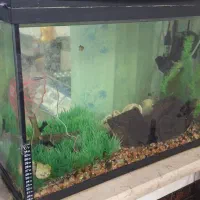 آکواریوم هیلیا شرکتی