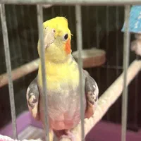 فروش عروس هلندی نر