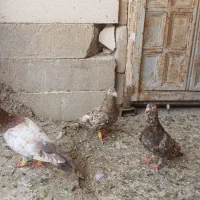 دورگ|پرنده|اهواز, شریعتی جنوبی|دیوار