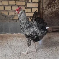 خروس