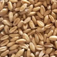 ۴۰۰ کیلو  گندم تمیز درجه یک دیم برای نان وغیره