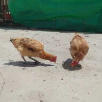 مرغ وخروس