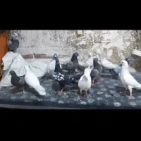 ۶ جفت کبوتر خارجی انگلیسی وپاکستانی