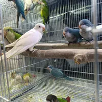 طوطی راهب گرینچیک ملنگو عروس هلندی|پرنده|قزوین, |دیوار
