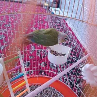 طوطی گرینچیک