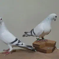 کبوتر