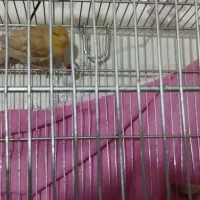 قناری ماده مست|پرنده|ری, دولت‌آباد|دیوار