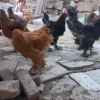 خروس برهما|حیوانات مزرعه|تهران, بریانک|دیوار