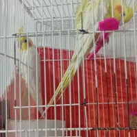 عروس هلندی|پرنده|شیروان (خراسان), |دیوار