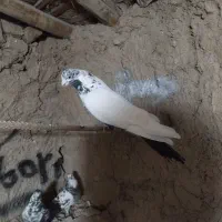 کفتر پرشی زینتی