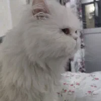 پرشین سوپر فلت سفید ماده