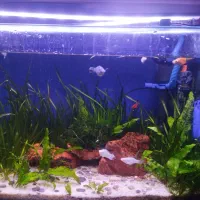 آکواریوم پلنت