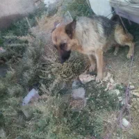 سگ ژرمن