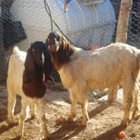 2عدد بزغاله اسرائیلی جفتی 40میلیون