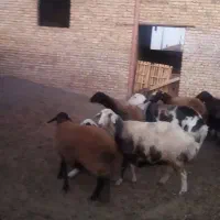 میش بره دار