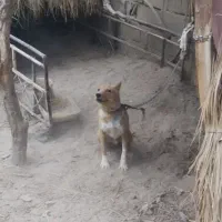 سگ معاوضه بامرغ